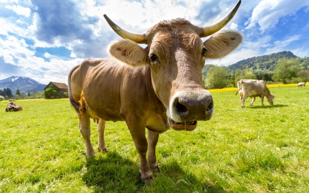 Se aplicará el Reglamento de Tránsito para la regulación del ganado mostrenco