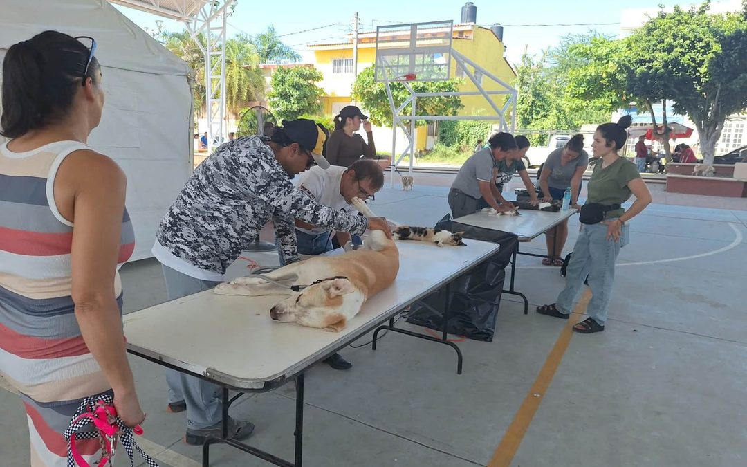 Bucerías se suma al cuidado responsable de las mascotas en una gran jornada de esterilización gratuita