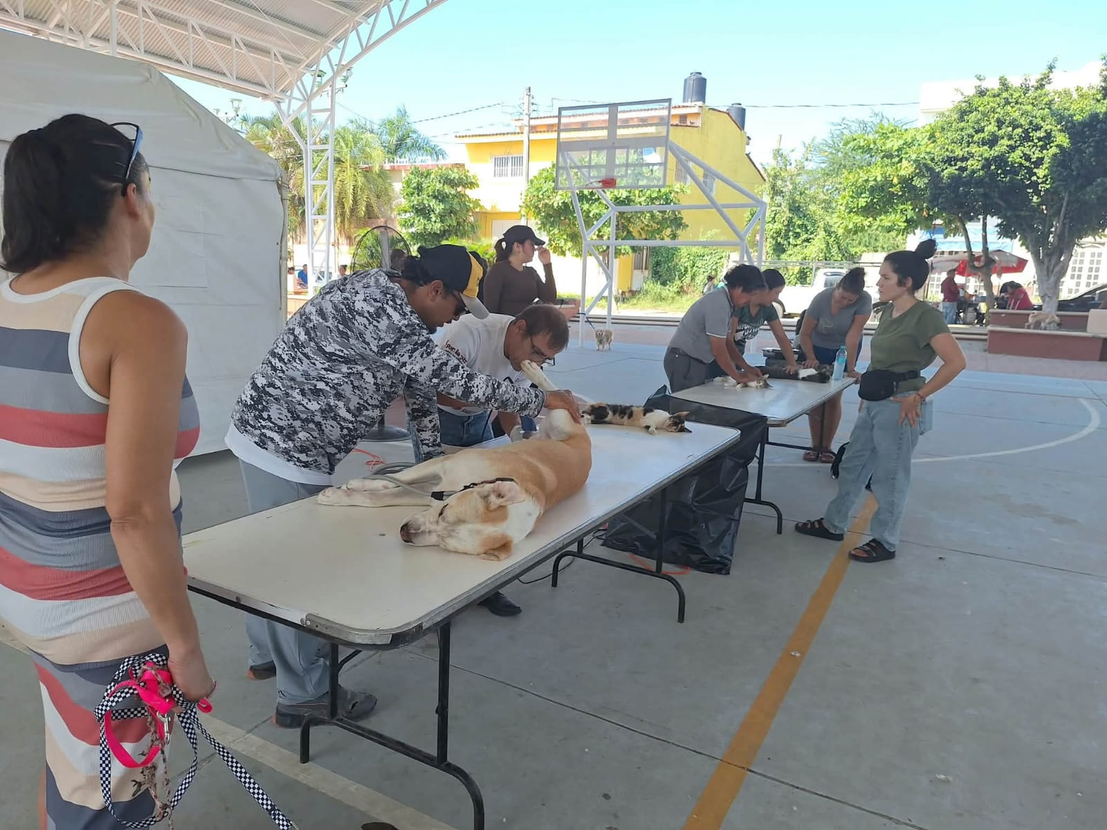 Bucerías se suma al cuidado responsable de las mascotas en una gran jornada de esterilización gratuita